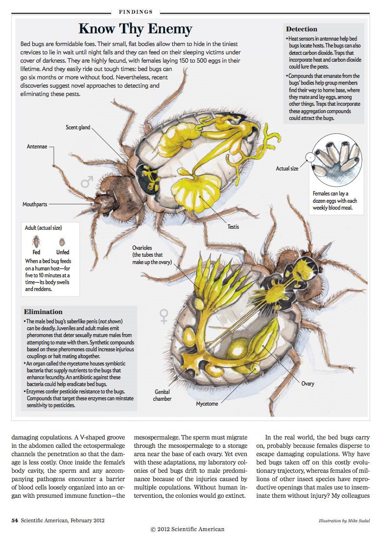 Anatomia Pluskwy