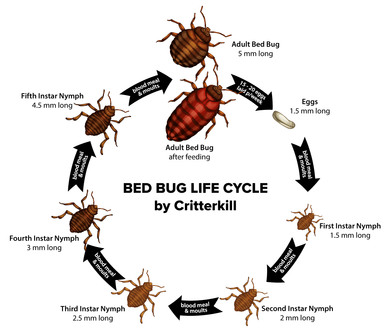 Wspólne leczenie pluskiew