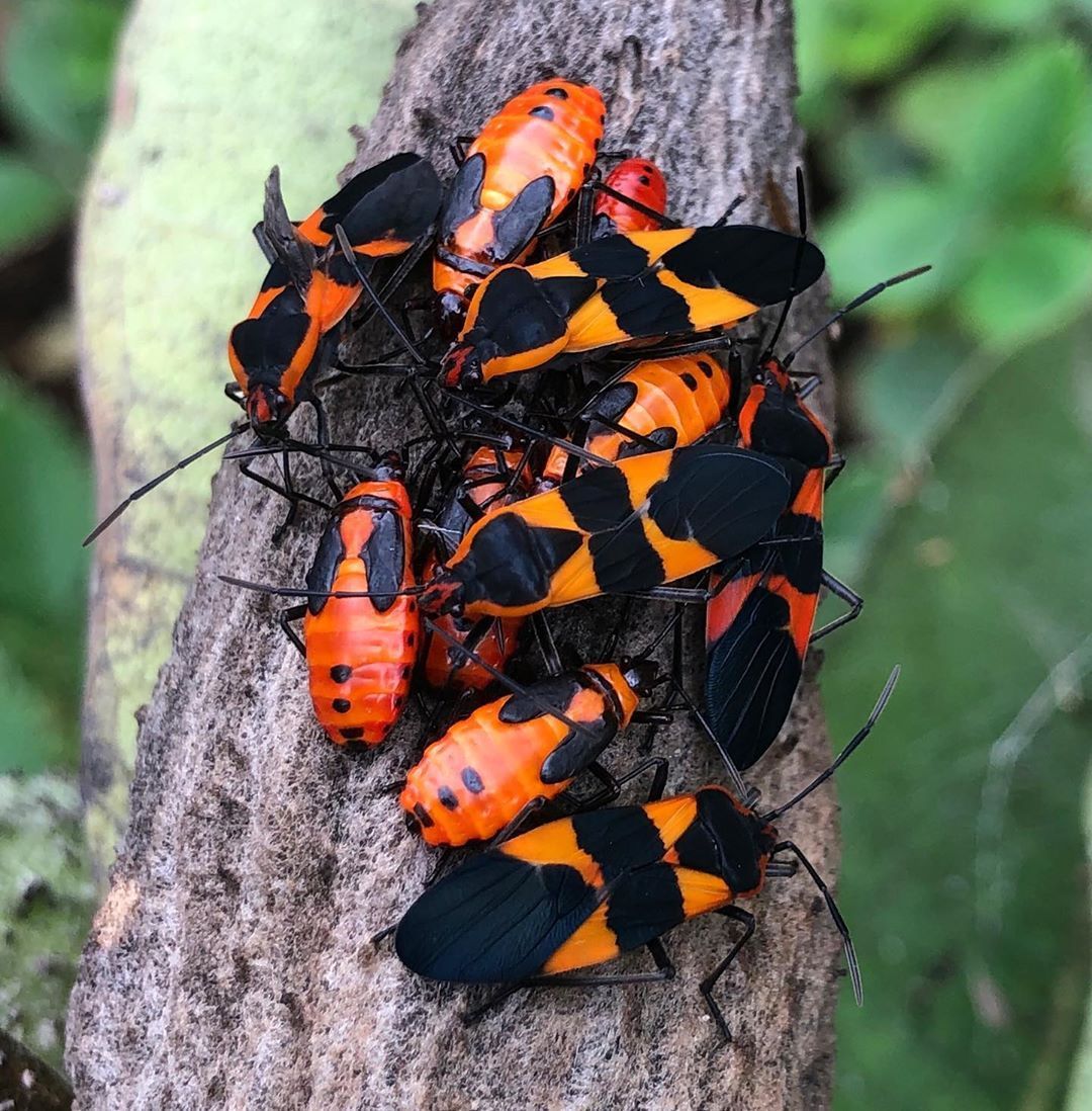 Jak pozbyć się błędów Milkweed