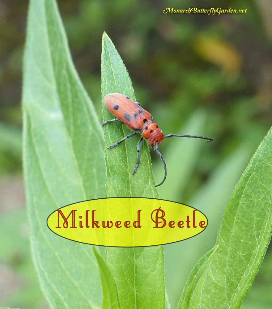 Naturalne rozwiązania do zabijania błędów Milkweed