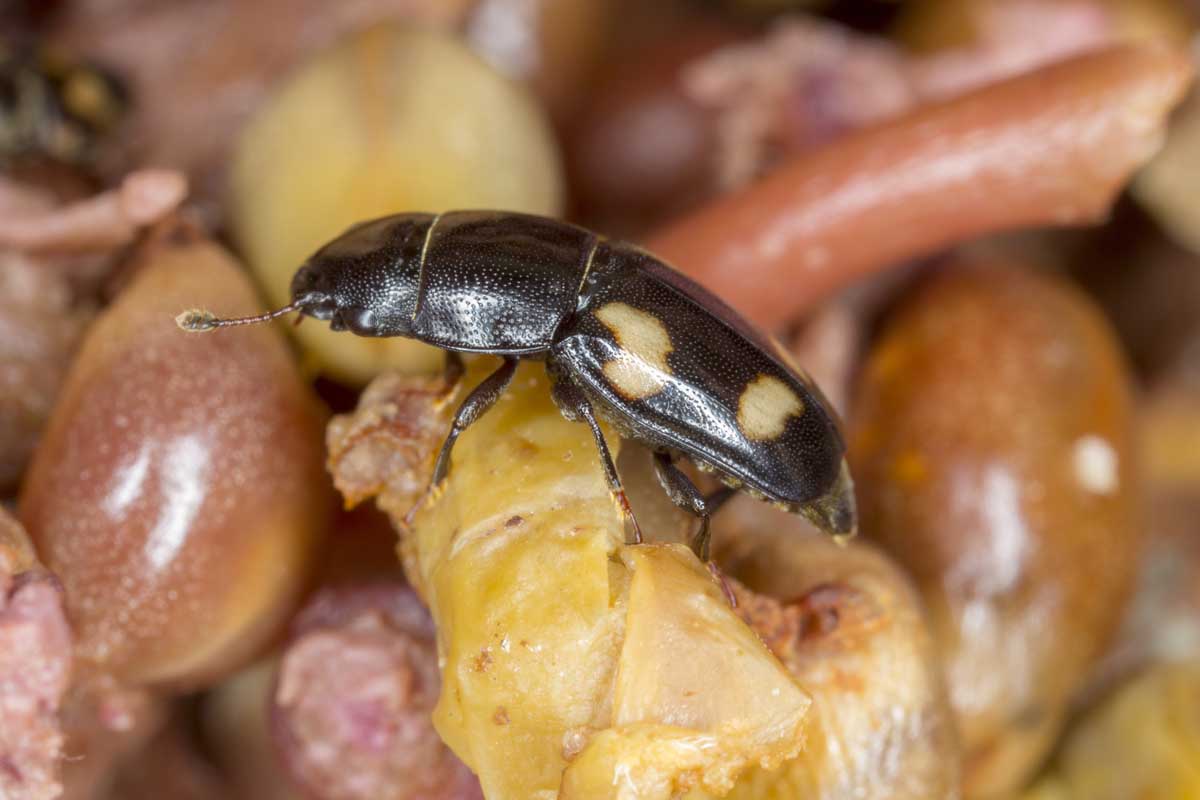 Rodzaje robaków powszechnie spotykanych na piknikach