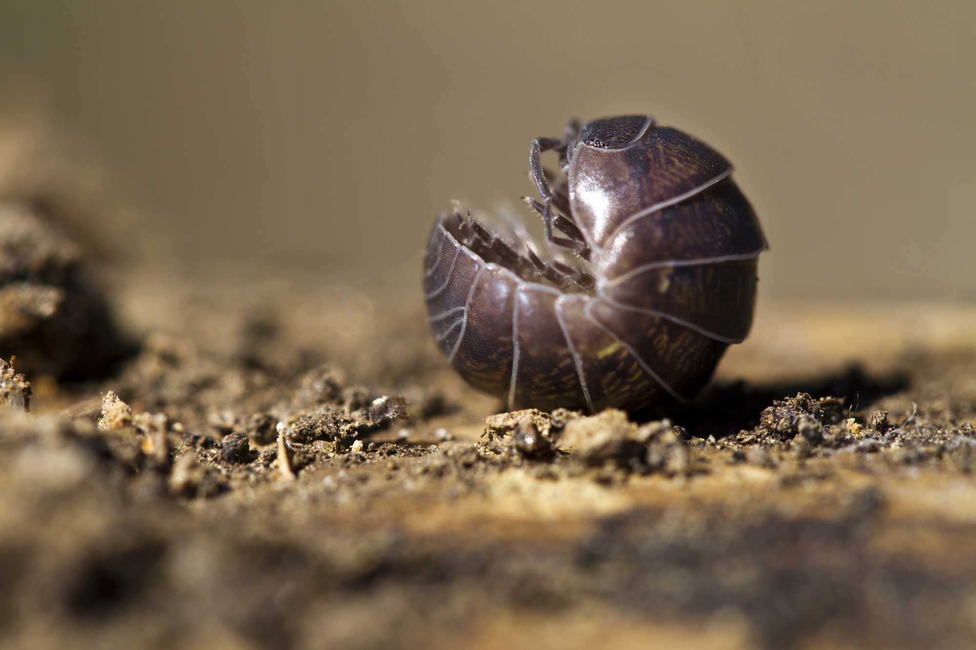 Rodzaje błędów Roly Poly