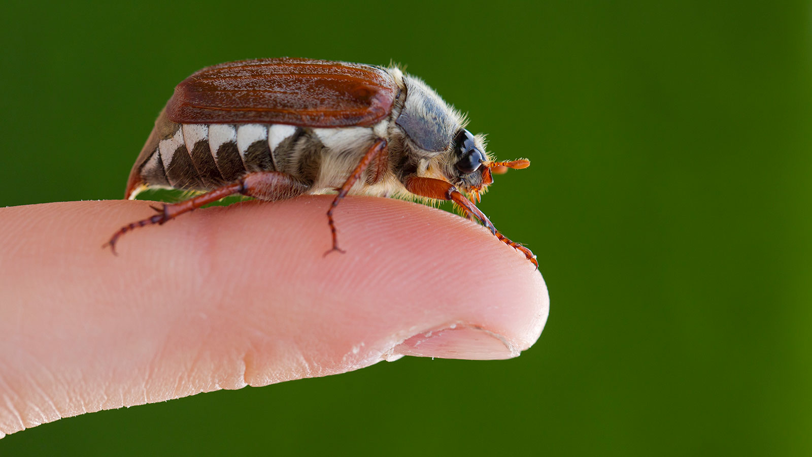 Co przyciąga June Bugs?